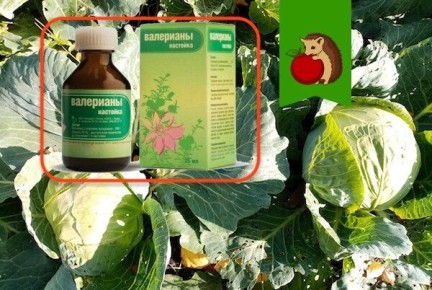 ��� ���������� �������� � ���� � �������: ����������� ������� ����������