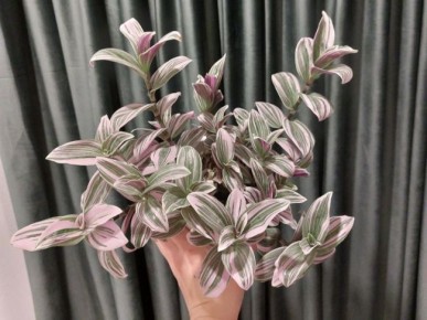 Как выбрать идеальный грунт для традесканций: секреты ухода за растением