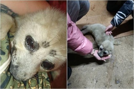 ������ ������� ������, ��� � ���������� ������ ��������� ������� ����� ������� ��������� ������� �������� ������ � �������������� �������� �����, ������� ��� �������� ��-�� ����� ������