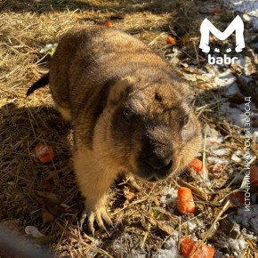 Сурки из Иркутского зоосада официально вышли из режима зимней экономии