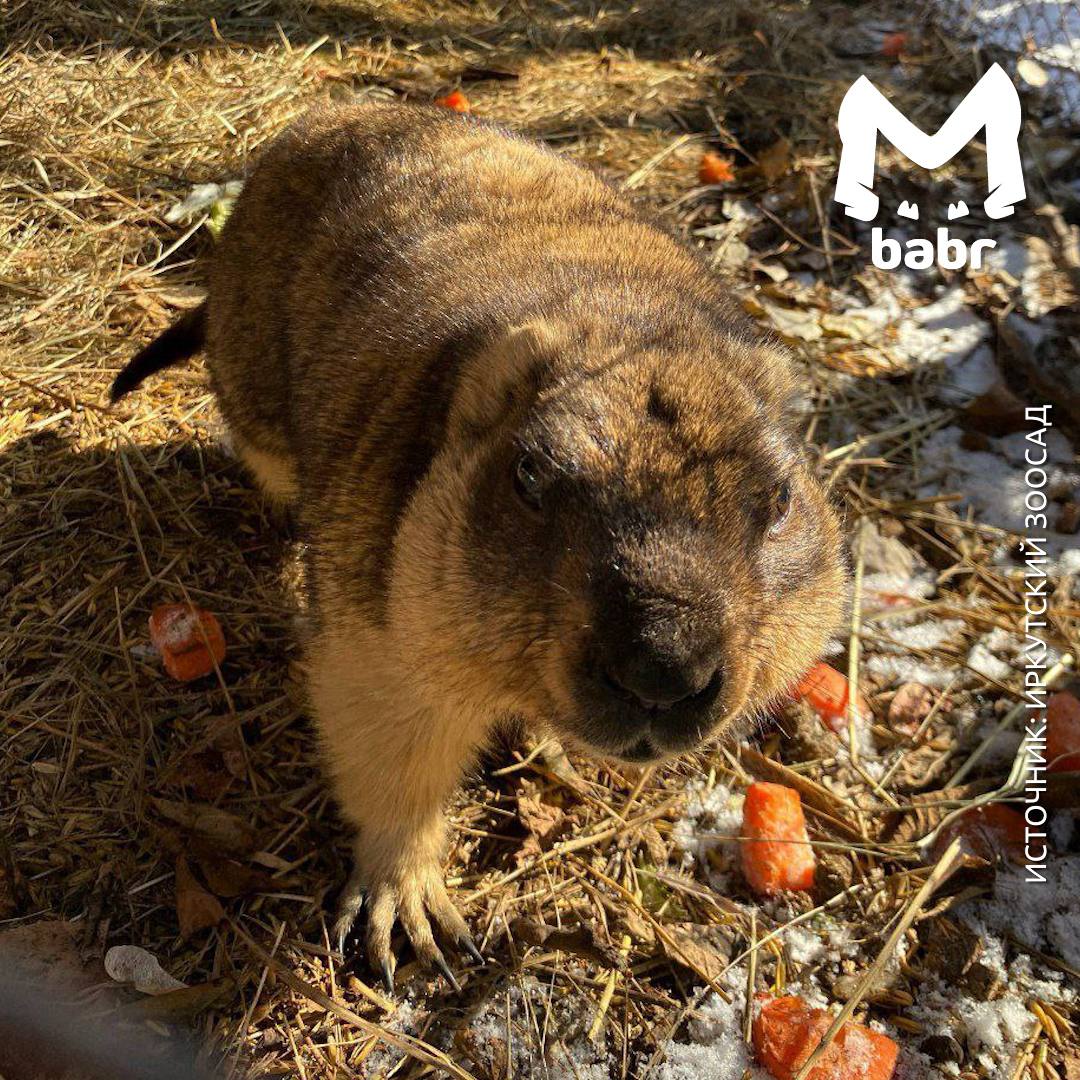 Сурки из Иркутского зоосада официально вышли из режима зимней экономии