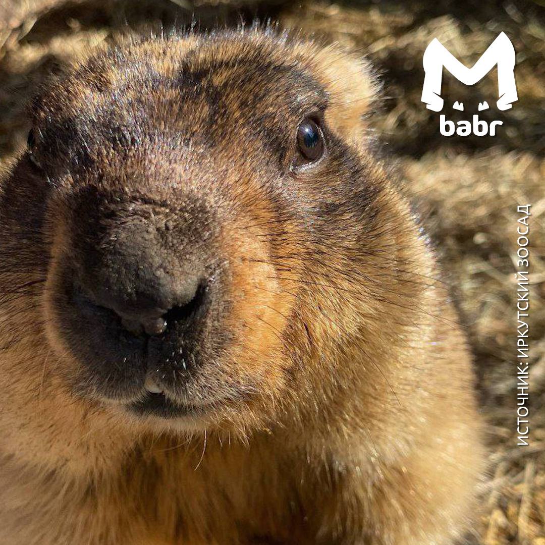 Сурки из Иркутского зоосада официально вышли из режима зимней экономии Сурки из Иркутского зоосада официально вышли из режима зимней экономии