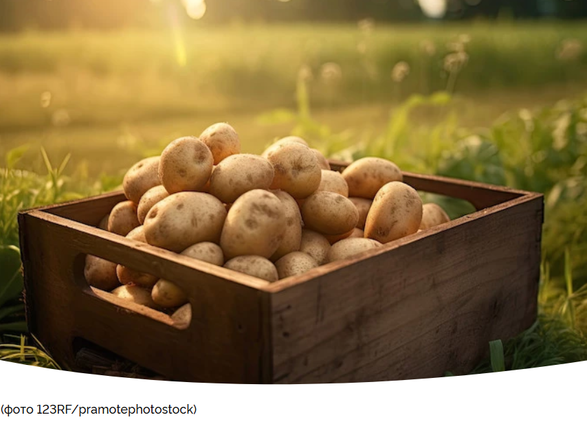 Как выбрать лучший картофель: секреты урожайности и вкуса