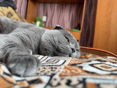 Доброе утро, Иркутск. Настроение утром в субботу примерно такое но это не повод сидеть дома! Ведь в городе потеплеет до +6…+8 градусов