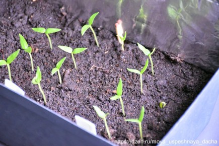 Как ухаживать за цветущими ростками перца: секреты успешной рассады