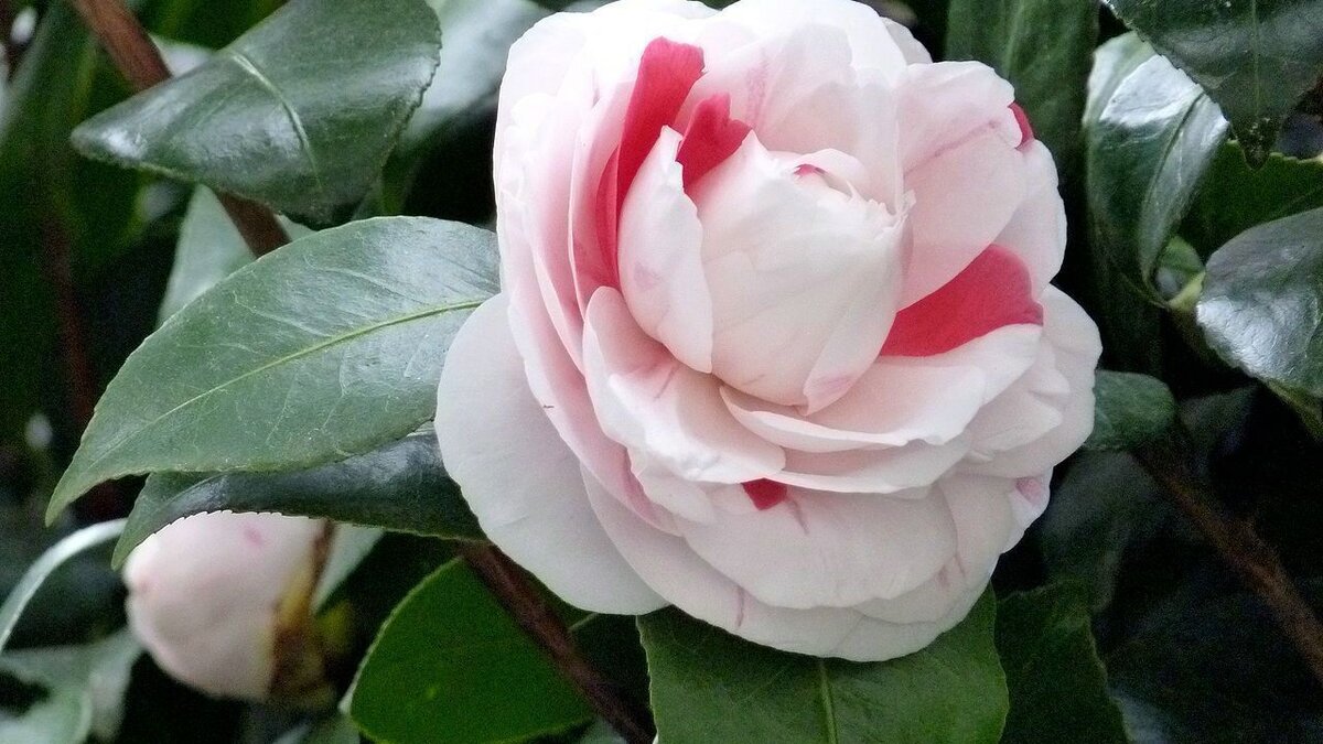 Декоративные растения для вашей дачи: украсьте участок по-новому