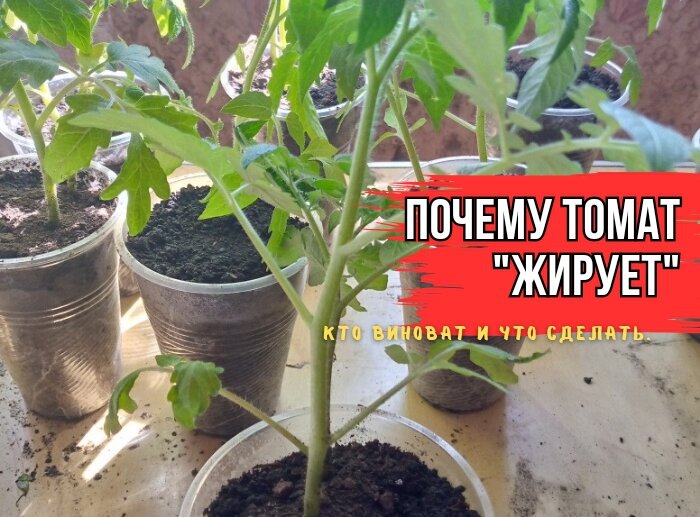 Почему рассада томатов жирует: неожиданные причины и решения