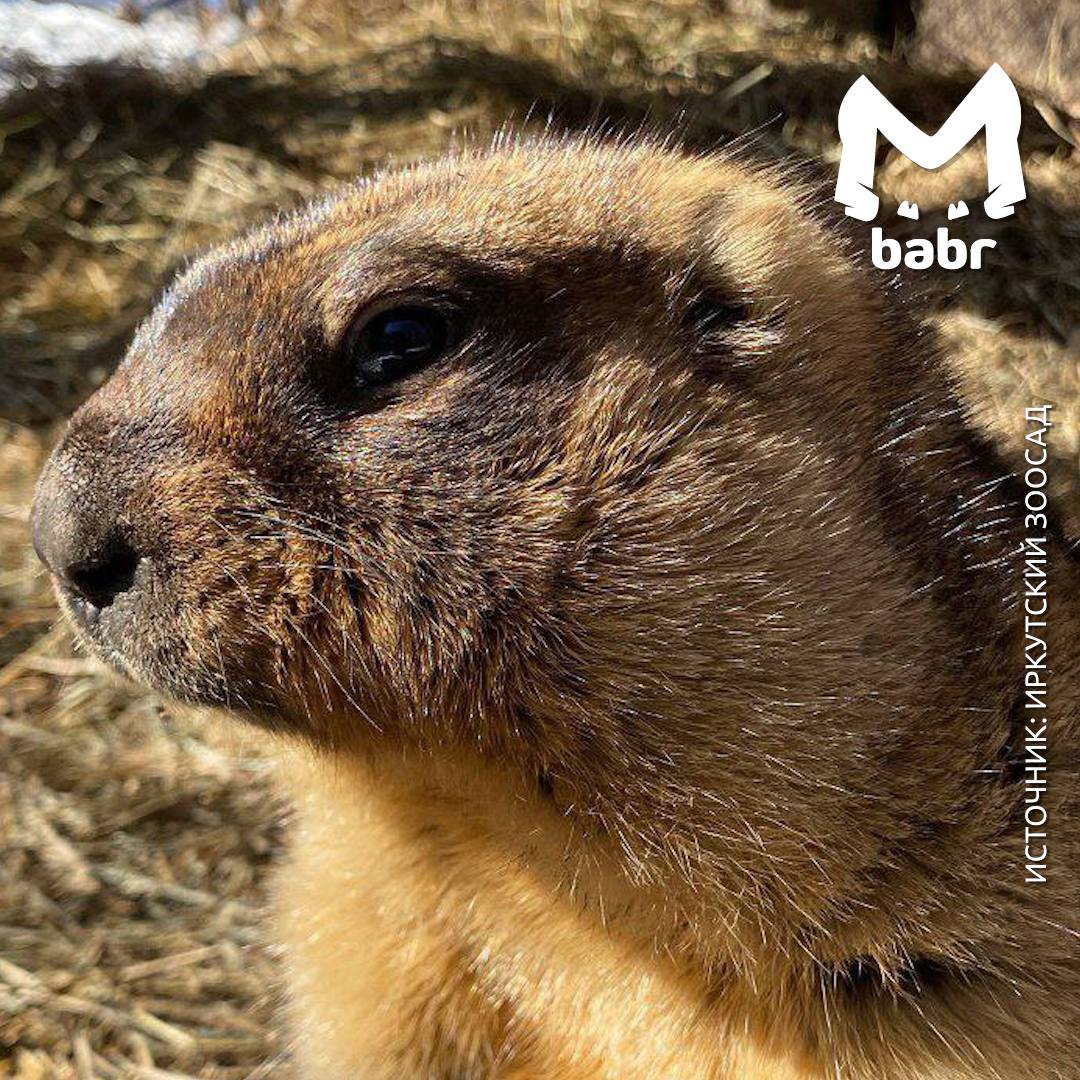 Сурки из Иркутского зоосада официально вышли из режима зимней экономии Сурки из Иркутского зоосада официально вышли из режима зимней экономии