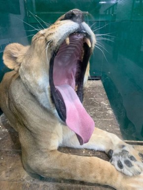 Доброе субботнее утро, иркутяне! Настроение первого выходного дня после непростой рабочей недели демонстрирует львица Сараби из Иркутского зоопарка