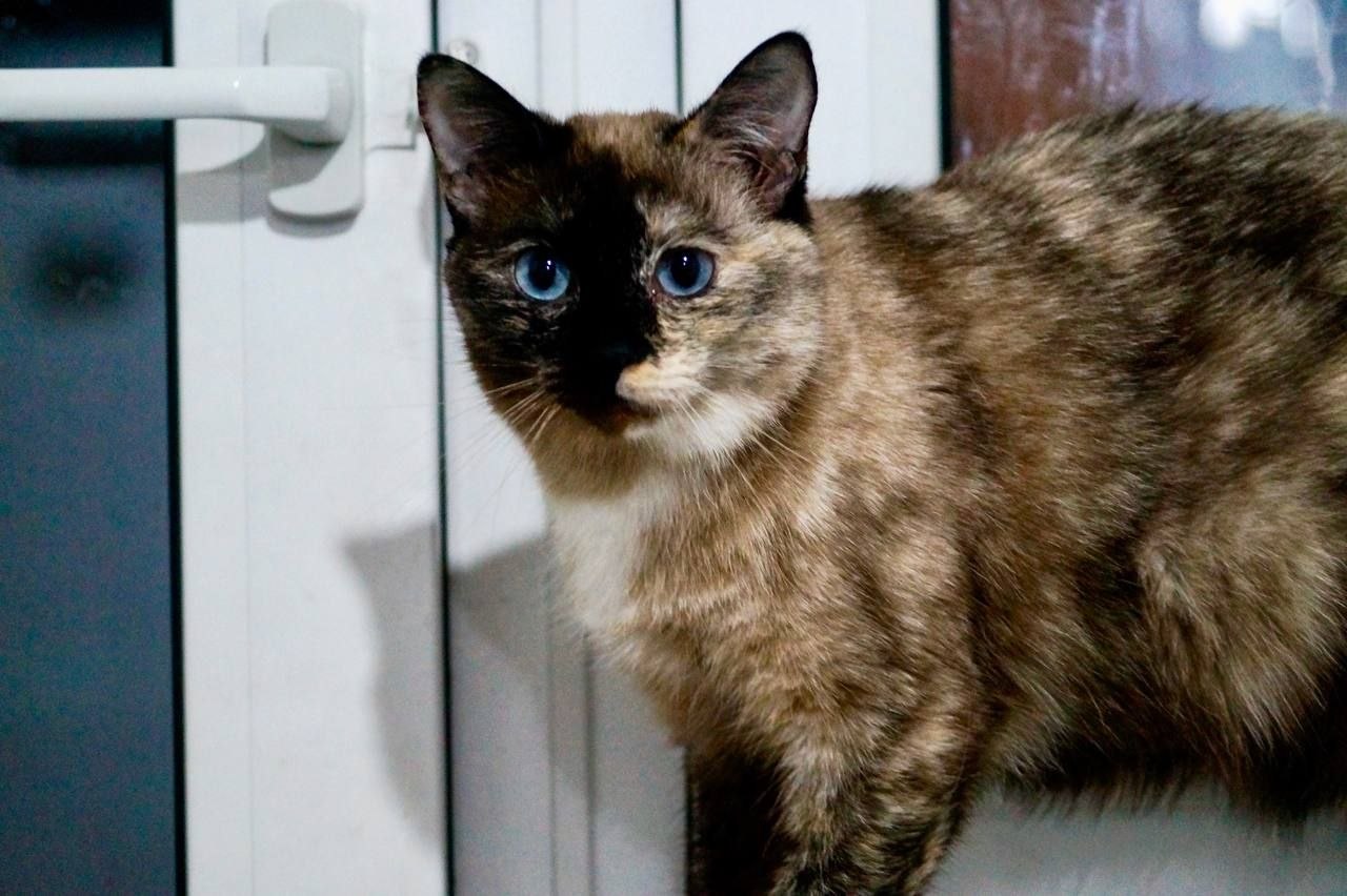 «Плакала в подвале, пытаясь выбраться через щель окна»: зоопсихолог спасала кошку с необычной внешностью по кличке Наоми