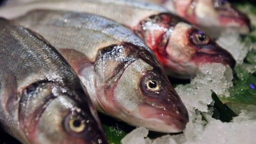 Региональное развитие: Акваферма запускает выращивание сибаса под Гатчиной