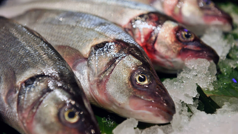 Региональное развитие: Акваферма запускает выращивание сибаса под Гатчиной