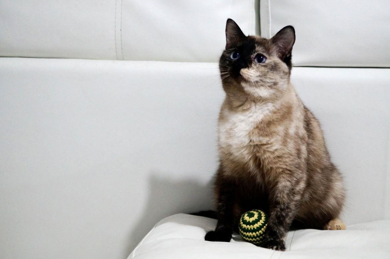 «Плакала в подвале, пытаясь выбраться через щель окна»: зоопсихолог спасала кошку с необычной внешностью по кличке Наоми «Плакала в подвале, пытаясь выбраться через щель окна»: зоопсихолог спасала кошку с необычной внешностью по кличке Наоми