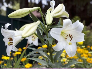 ����� � ���������: ��� ������� ��������� ������� �� ����������