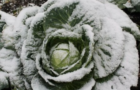 Как правильно убирать капусту: советы для садоводов на зиму