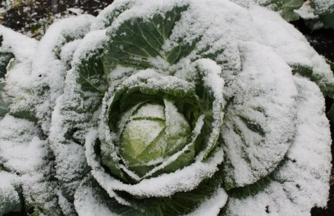 Как правильно убирать капусту: советы для садоводов на зиму