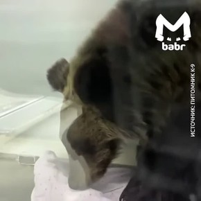 ����������� �� ������ ���������� ������� ��������� ����������