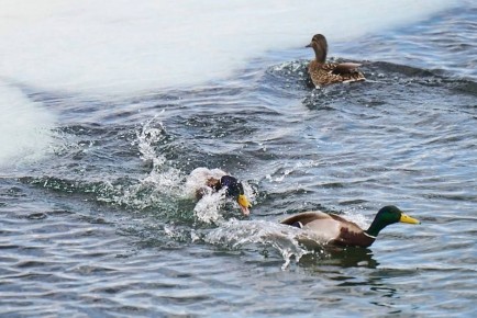 ������ ����!. ��� �� ����� ������, ��� ������ � ��� ������������