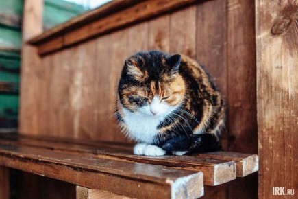 ����� ����� �� �����: ��� �������� ������� � �� ���������