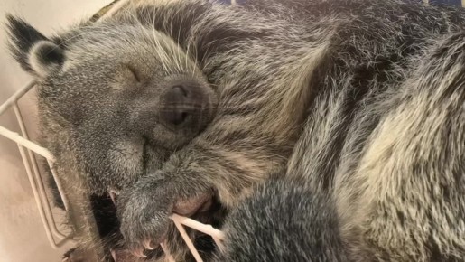 ������ ����, ����������!. ������� ��� ������� ���������� ����������, ������� ��������� ������ � ���� ������� ����� � �����, � �������� ������� � � ����� ����� ������� ���������, ������� ��������� ������, �����...