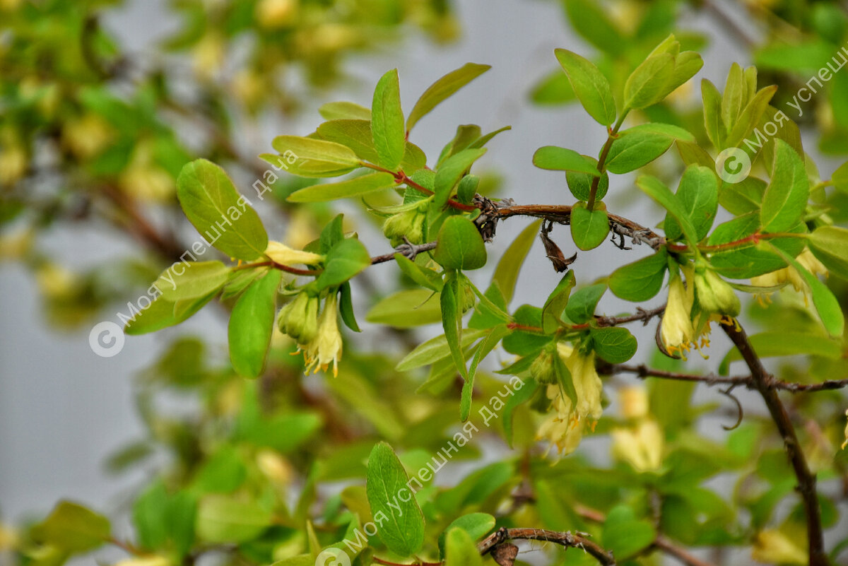 Магия подкормки жимолости: как получить крупные ягоды