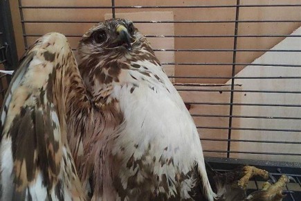 В Мамонах на придомовом участке нашли травмированную хищную птицу