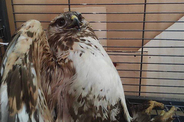 В Мамонах на придомовом участке нашли травмированную хищную птицу