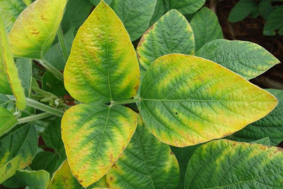 Как распознать нехватку питательных веществ у растений по их внешнему виду