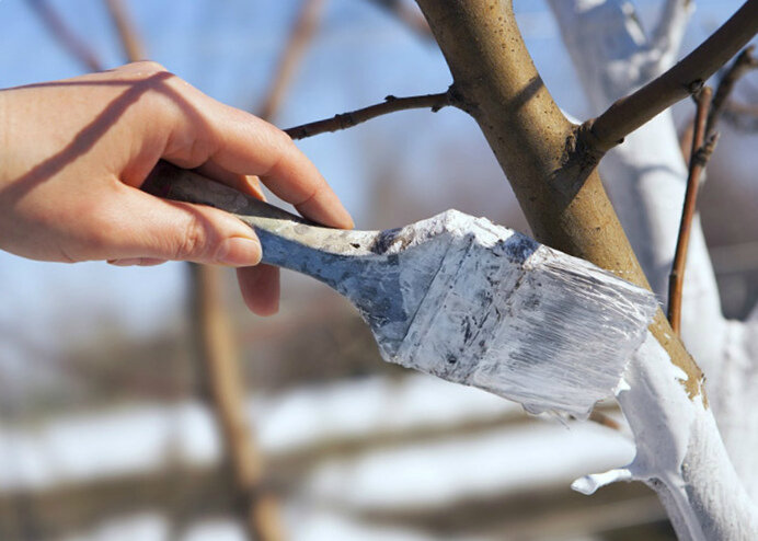 Весна в саду: как подготовить деревья к новому сезону