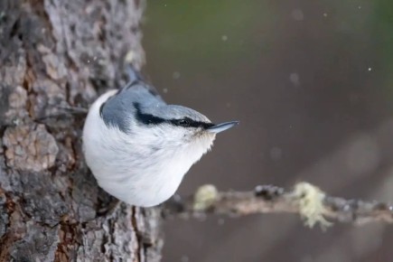 ������ ����, ������!. � ���������� ������� ���������� ����������