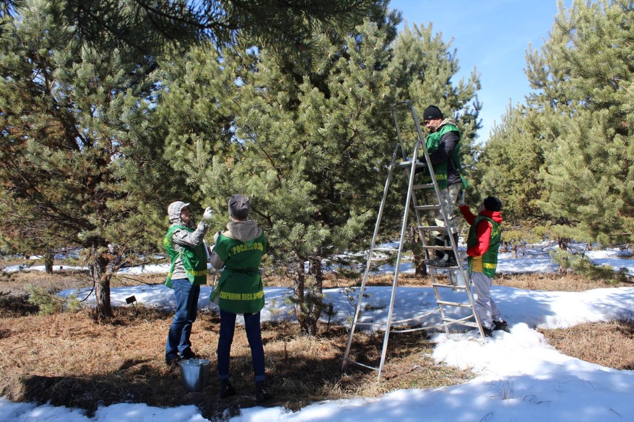 Более 19 тонн семян лесных растений заготовлено в Иркутской области