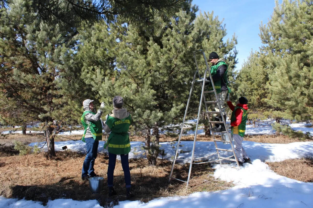 Более 19 тонн семян лесных растений заготовлено в Иркутской области