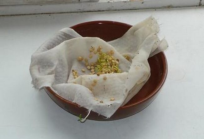 Как ускорить прорастание семян с помощью простого метода