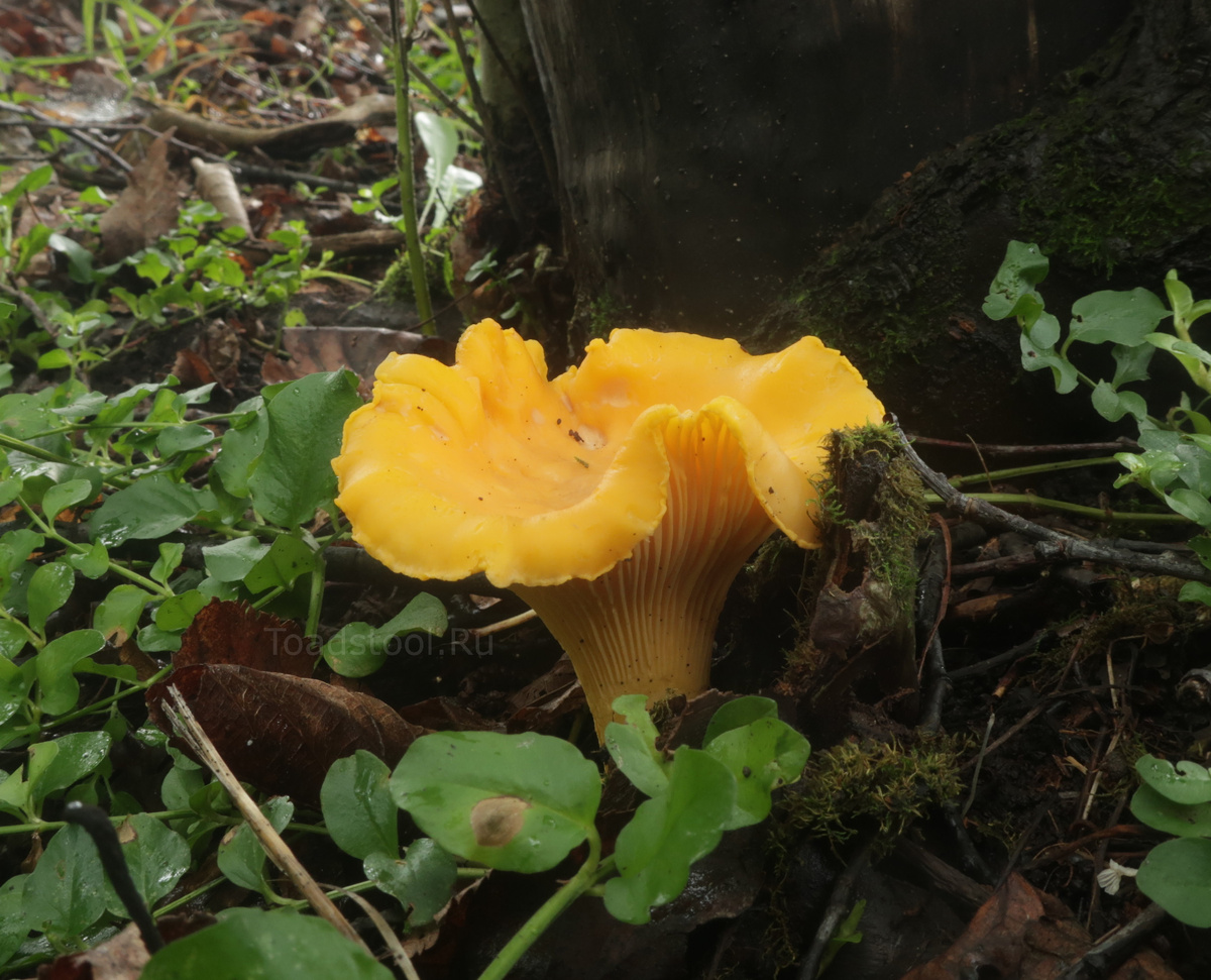 Грибы со скрипом: тайны жизни лисичек в лесу