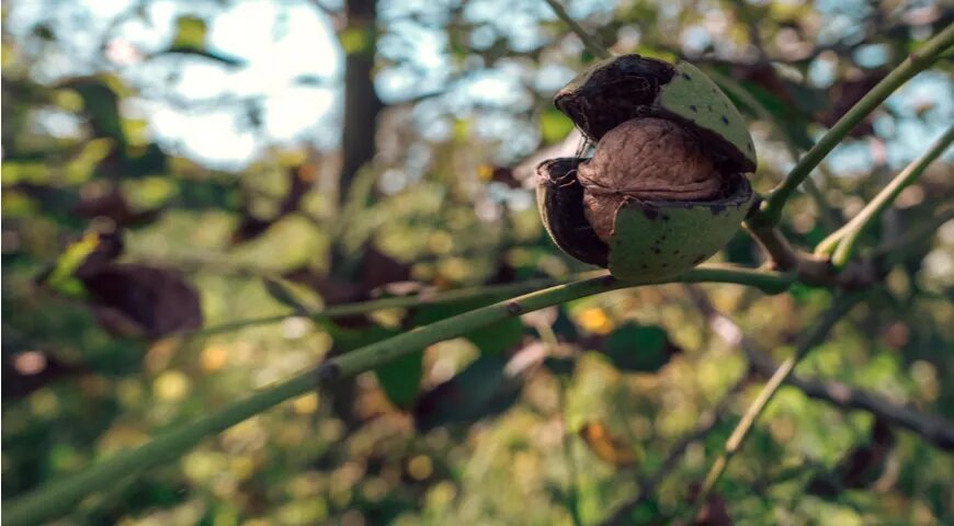 Грецкие орехи: не только вкус, но и здоровье