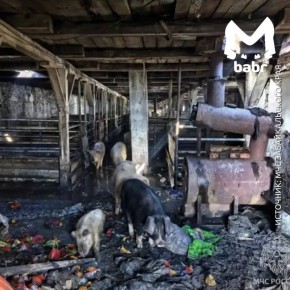 200 поросят спасли из огня пожарные в Чите