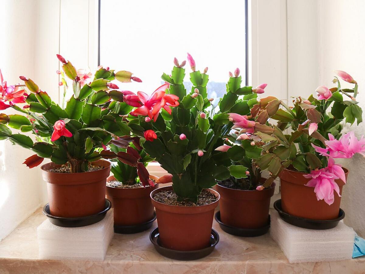Как правильно ухаживать за рождественским кактусом, чтобы он зацвел
