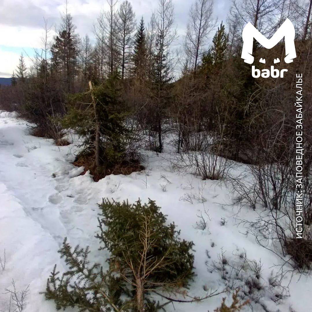 Медведь в поисках вкусняшек разгромил зимовье в Забайкалье Медведь в поисках вкусняшек разгромил зимовье в Забайкалье