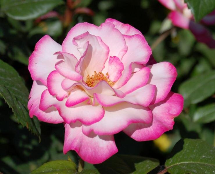 Тайны успешной посадки роз: советы опытного садовода