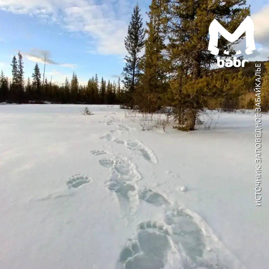 Медведь в поисках вкусняшек разгромил зимовье в Забайкалье Медведь в поисках вкусняшек разгромил зимовье в Забайкалье
