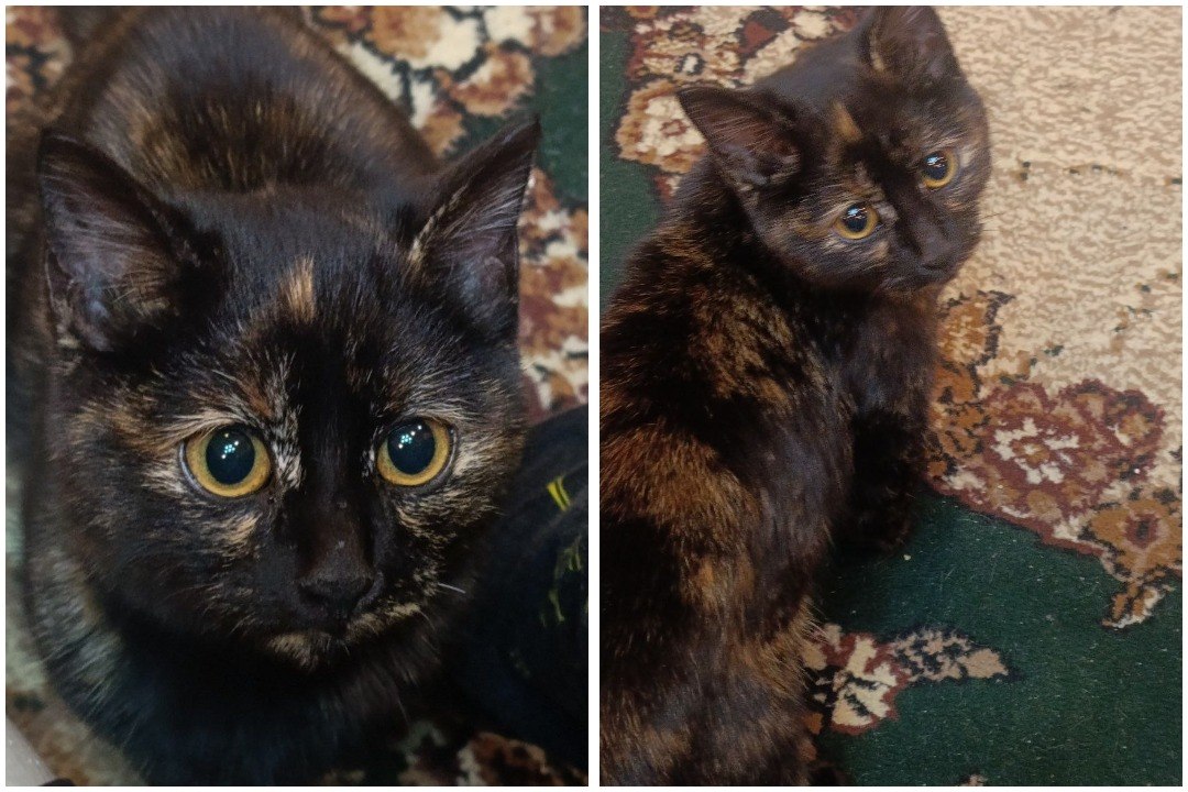 «Услышала истошный крик»: сибирячка спасла котенка, который проехал 25 километров под капотом автомобиля