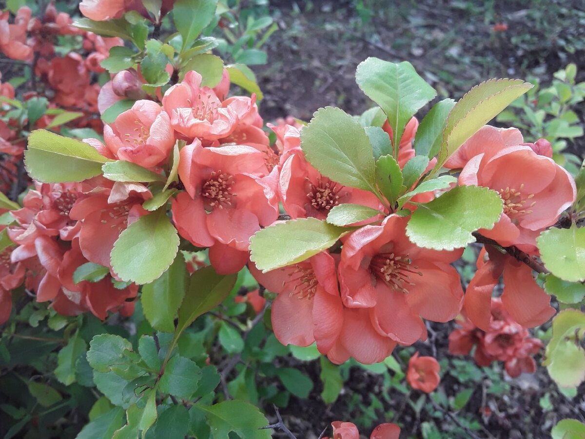 Айва японская: привлекающая внимание красота и загадочная кислинка