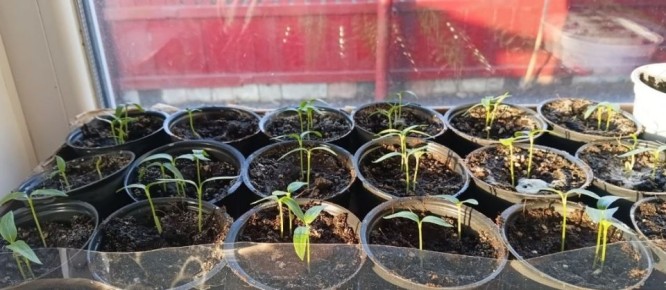 ��� ��������� ����� � �������: ������� ������ ��� ������ �������