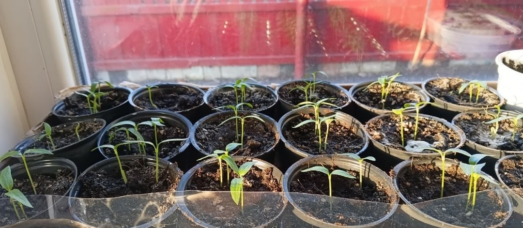 Как сохранить влагу в рассаде: простые методы для сухого воздуха