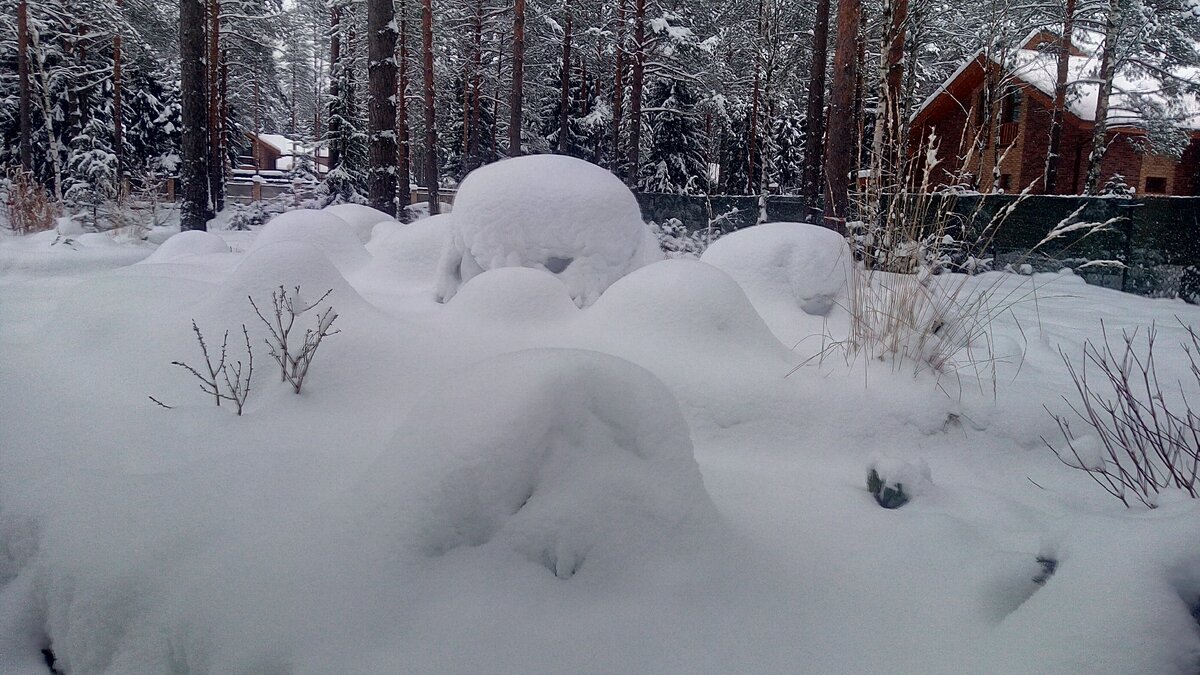Зимние эксперименты в саду: как пережил мой сад год без укрытий?
