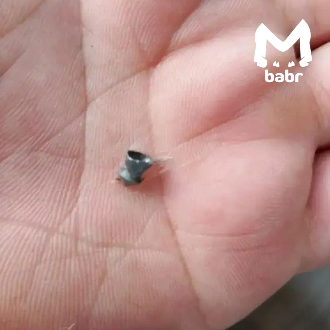 Живодёры расстреляли кошку в Бодайбо Живодёры расстреляли кошку в Бодайбо