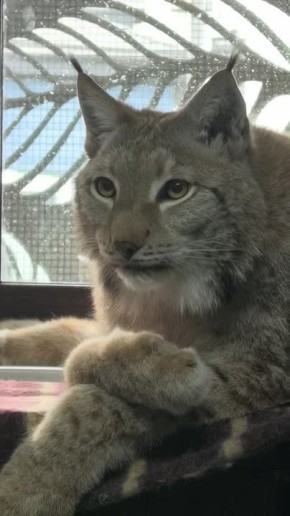 ������ ����, ����������!. ����������, �������? ��� ��������������� ���� �� ���������� �������� � ��. �����: �����-������ ���������� ��������