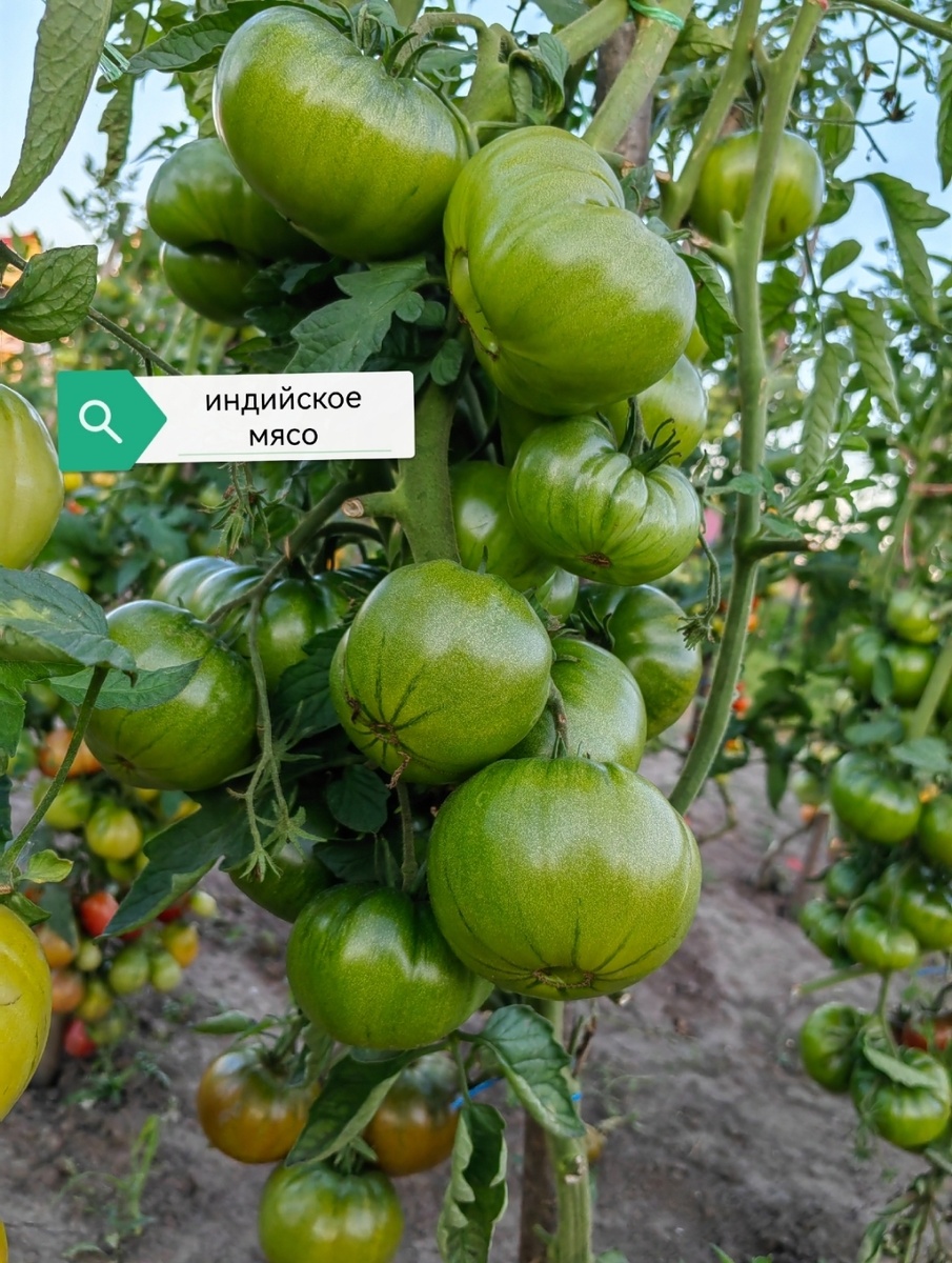 Набор семян томатов "Урожайный"