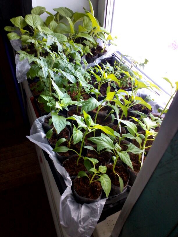 Рациональный выбор поддонов и ухода за рассадой