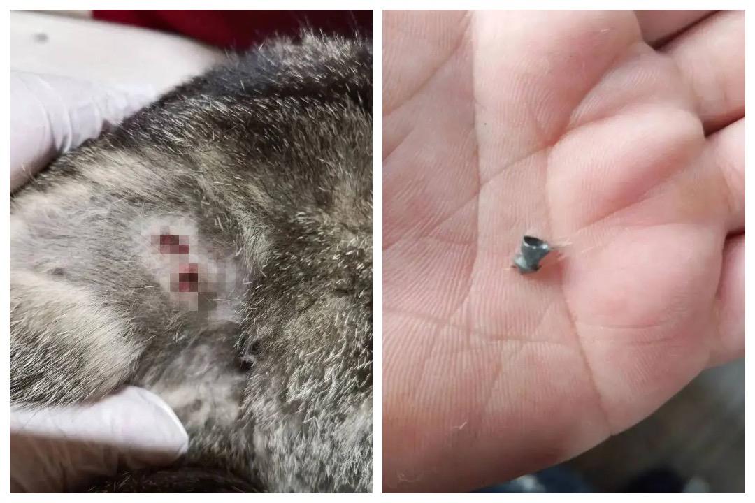 Кошку с пулевыми ранениями спасли в Бодайбо